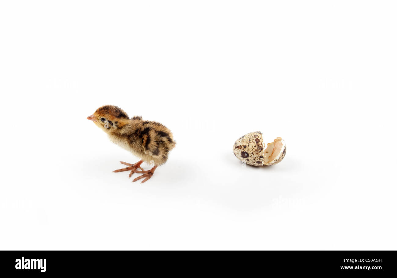 Poussin de caille avec oeuf cassé isolé sur fond blanc Banque D'Images
