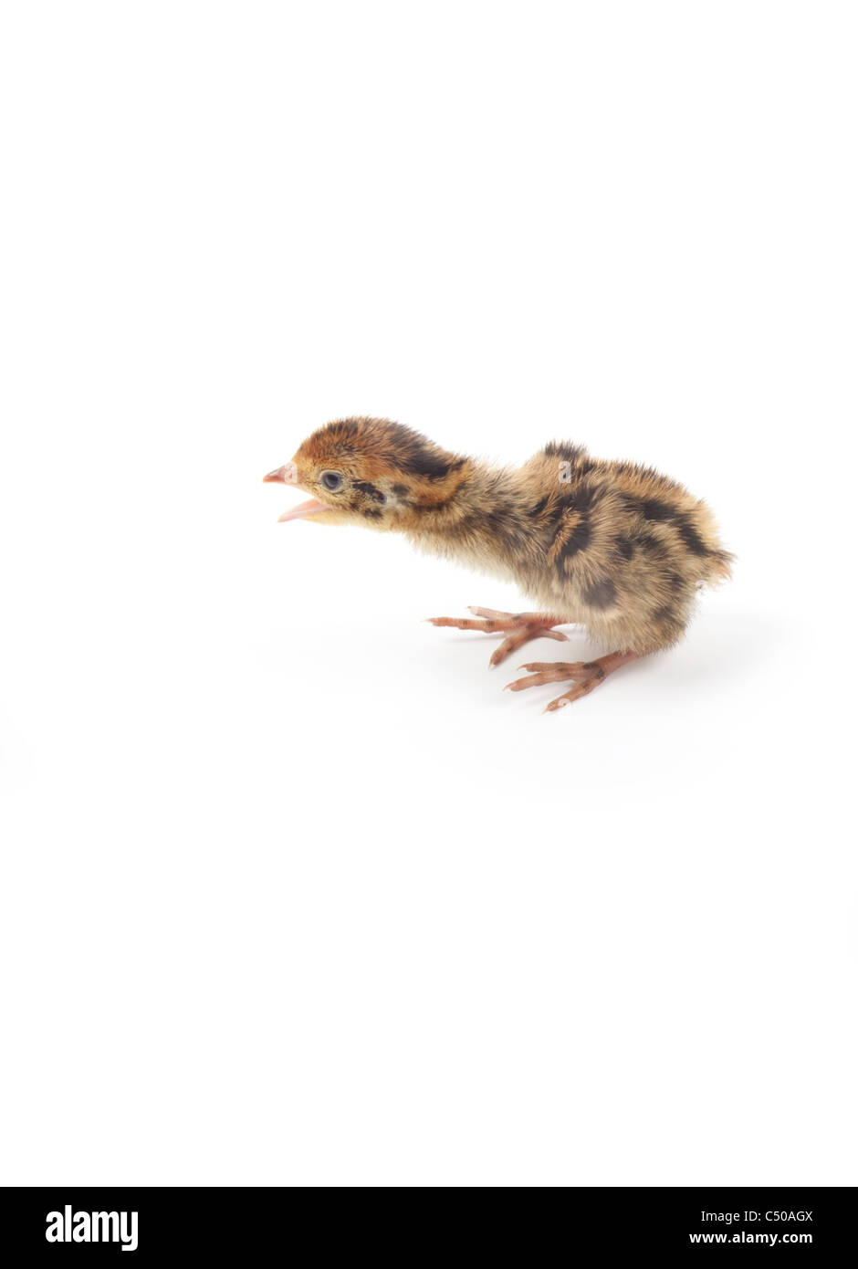 Poussin de caille isolé sur fond blanc Banque D'Images