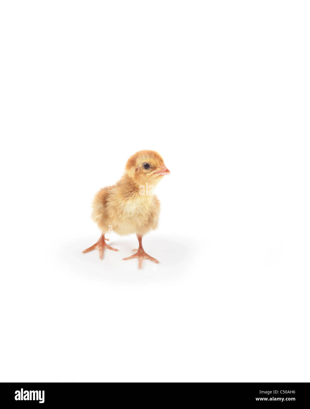 Poussin de caille isolé sur fond blanc Banque D'Images