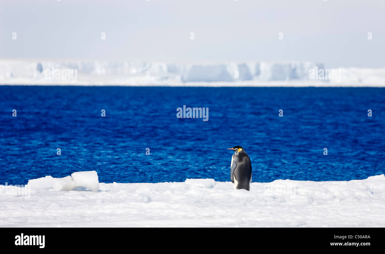 Manchot Empereur sur la glace, Snow Hill Island, l'Antarctique Banque D'Images