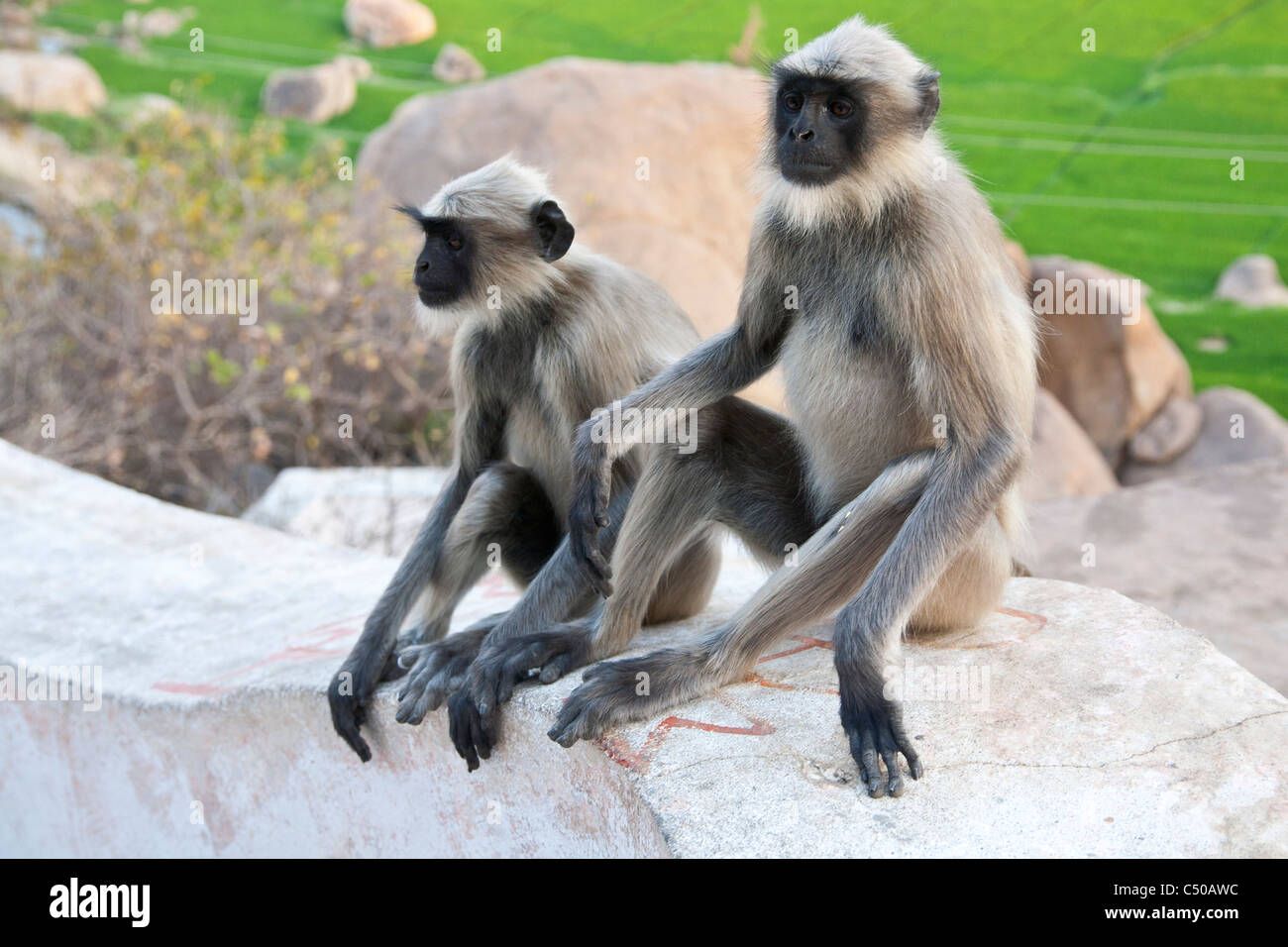 Les Singes à Langure le temple de Hanuman sur Anjaneya Hill à Anegundi, près de Mumbay, stae, Inde. Banque D'Images