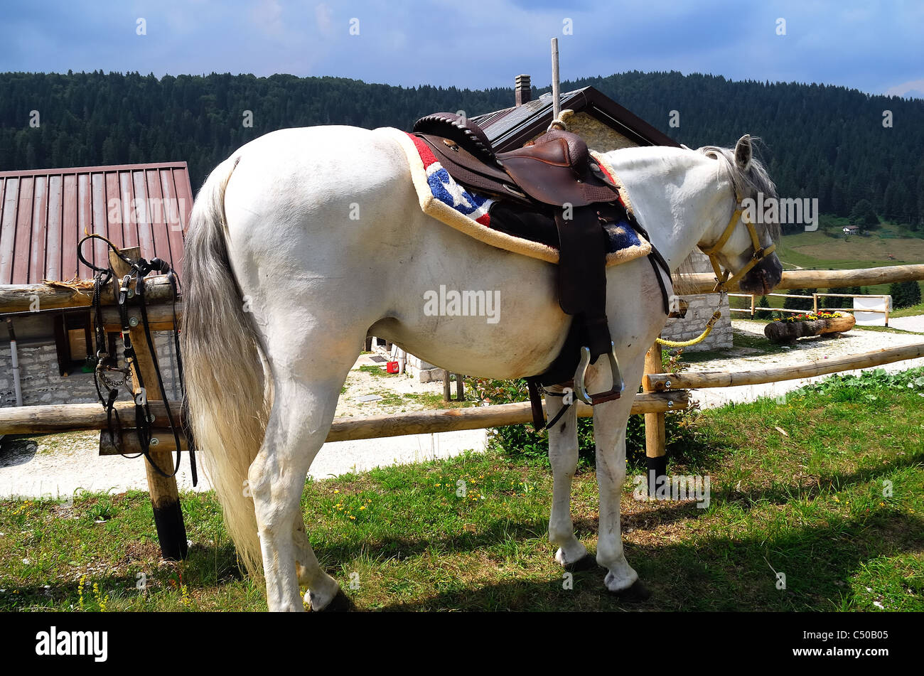 Ensemble d'attache de cheval col de poitrine coiffure Western selle une