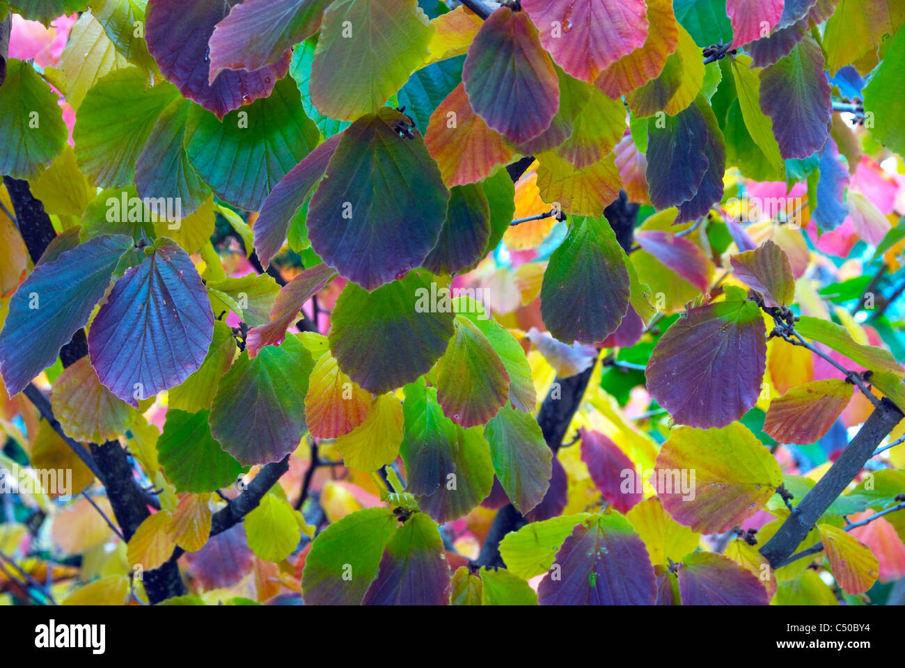 Feuilles d’automne Banque D'Images