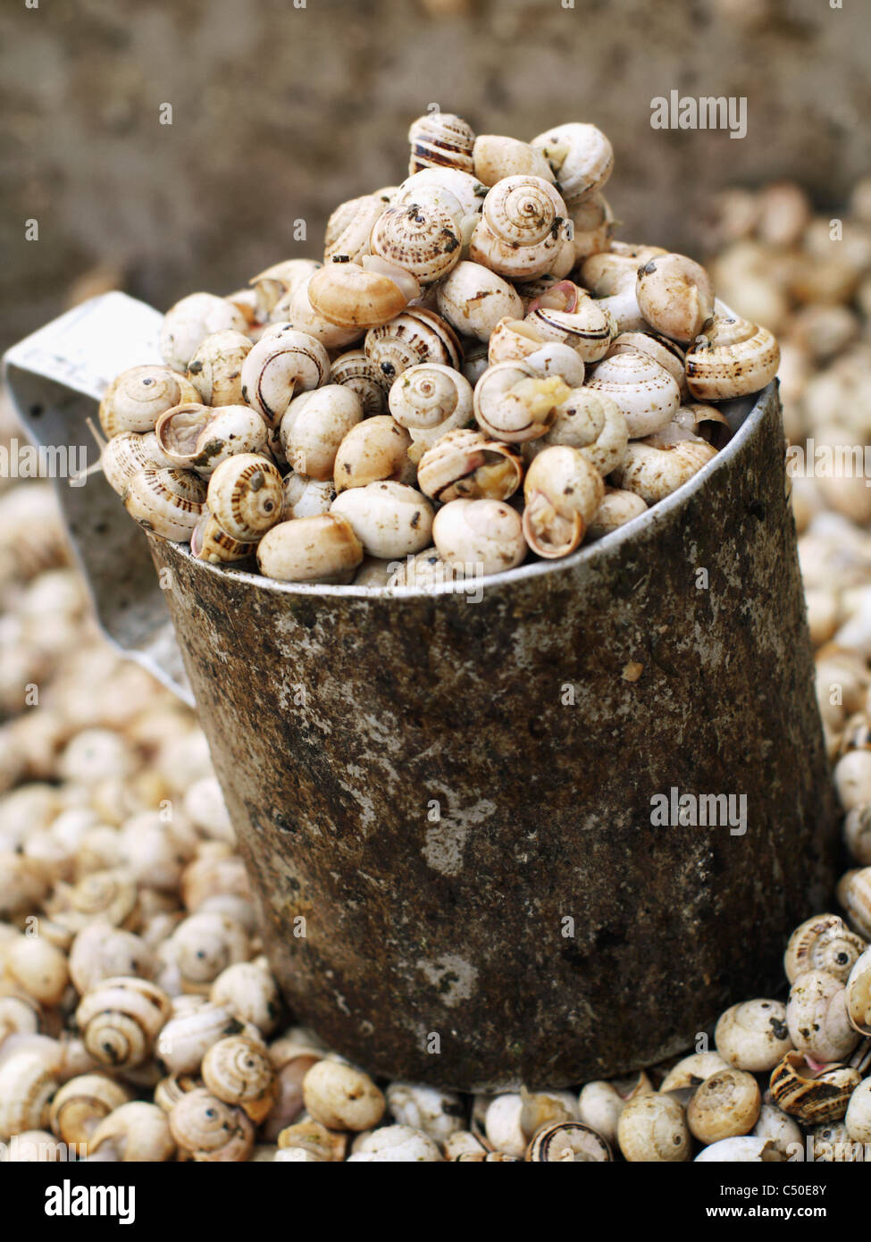 Close up de la pervenche coquilles dans un gobelet de métal Banque D'Images