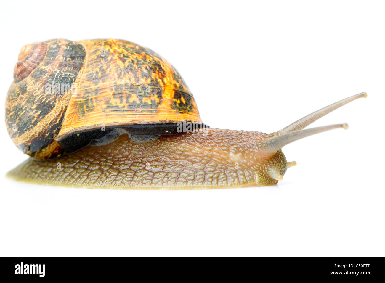 Escargot commun adultes Isolated On White Studio Shot Banque D'Images