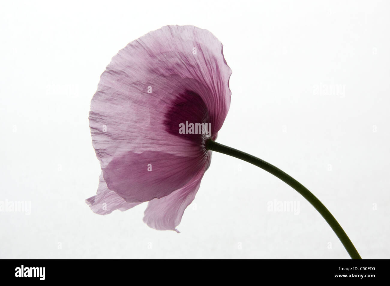 Fleur de pavot à opium Banque D'Images