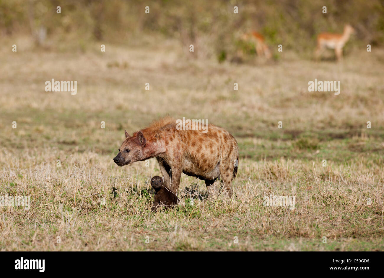 Une hyène tachetée avec cub. Le Masai Mara, Kenya du Nord Conservancy. Banque D'Images