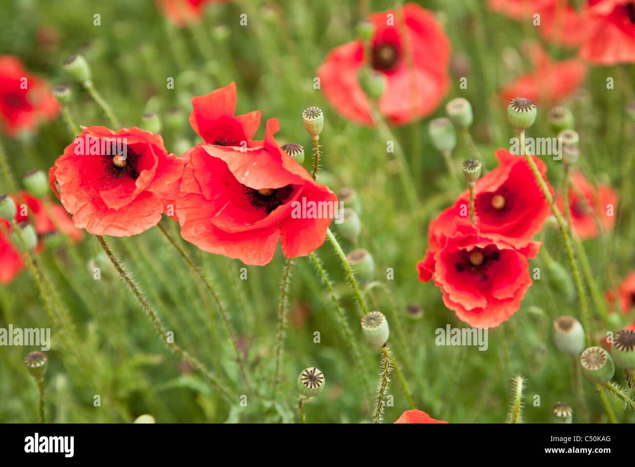 Domaine de fleurs de pavot sauvage. Banque D'Images