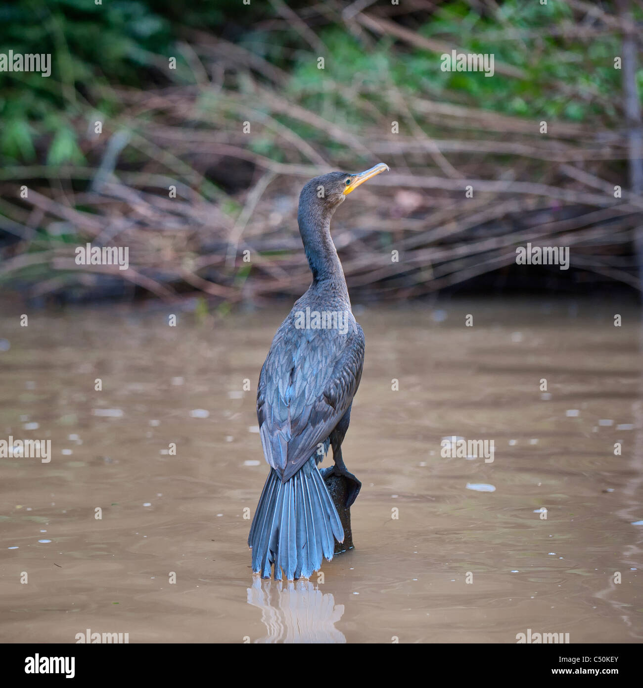 Cormoran (Phalacrocorax brasilianus néotropicale) Banque D'Images