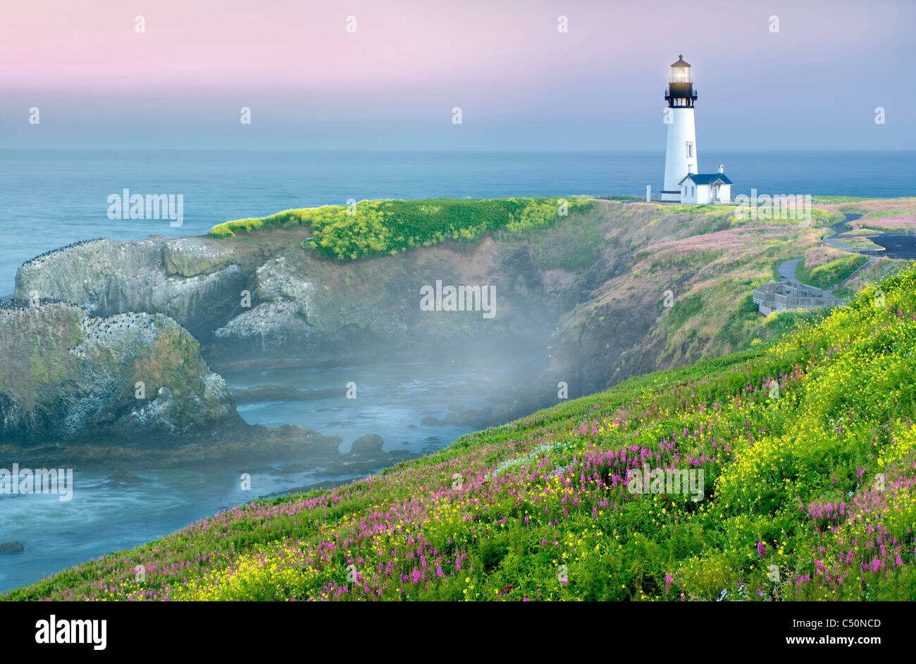 Yaquina phare avec la moutarde jaune et fireweed. Yaquina Head, New York Banque D'Images