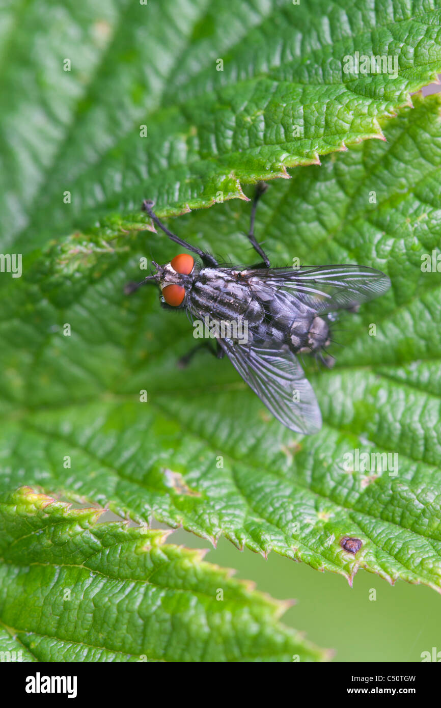 Sarcophaga carnaria mouche à viande adulte au repos sur une feuille Banque D'Images