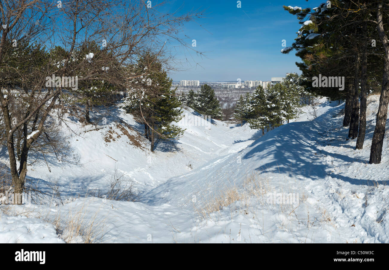 Un dell couverts de neige à la périphérie d'Gresovskiy, Simferopol environ, la péninsule de Crimée, Ukraine. Banque D'Images