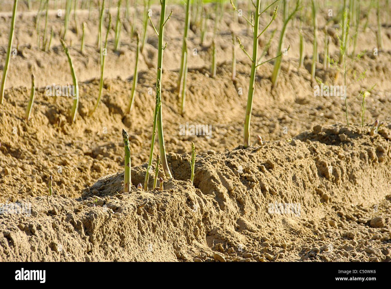 Spargelfeld - champ d'asperges 27 Banque D'Images