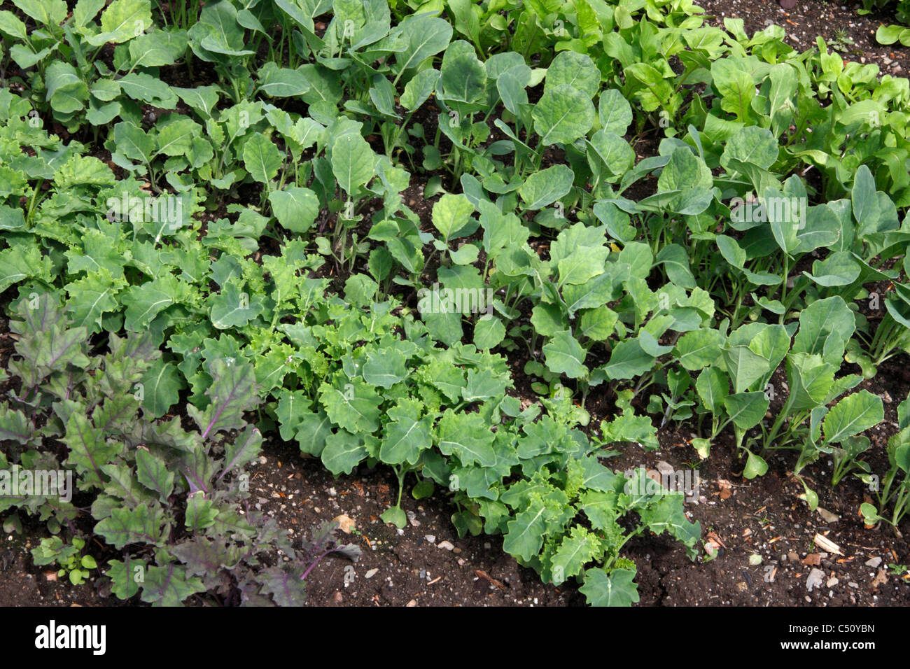 Rangées de jeunes plantes végétales dans un jardin. Banque D'Images