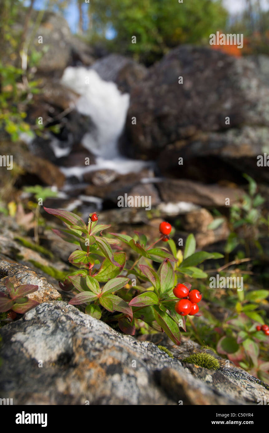 Bunchberries under waterfall Banque D'Images