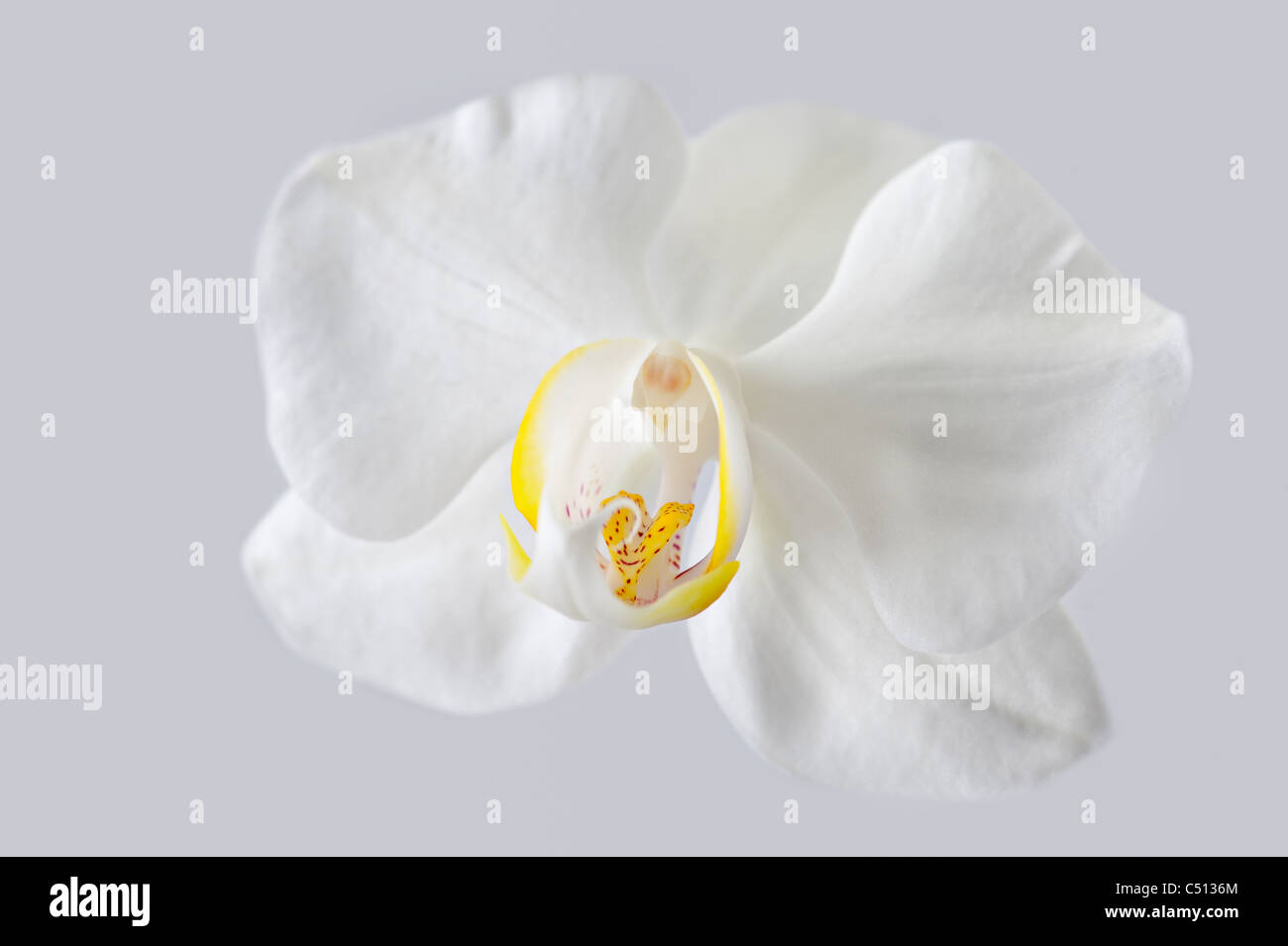 De même orchidée fleur macro isolé sur fond bleu Banque D'Images De même orchidée fleur macro isolé sur fond bleu Banque D'Images