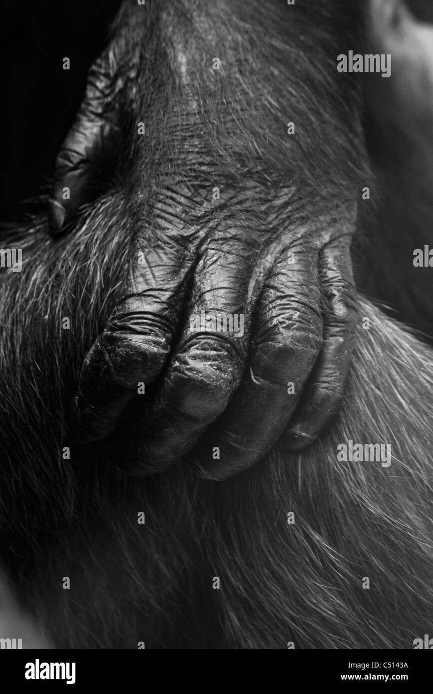 Gorilla Hand Monkey Photos & Gorilla Hand Monkey Images Alamy