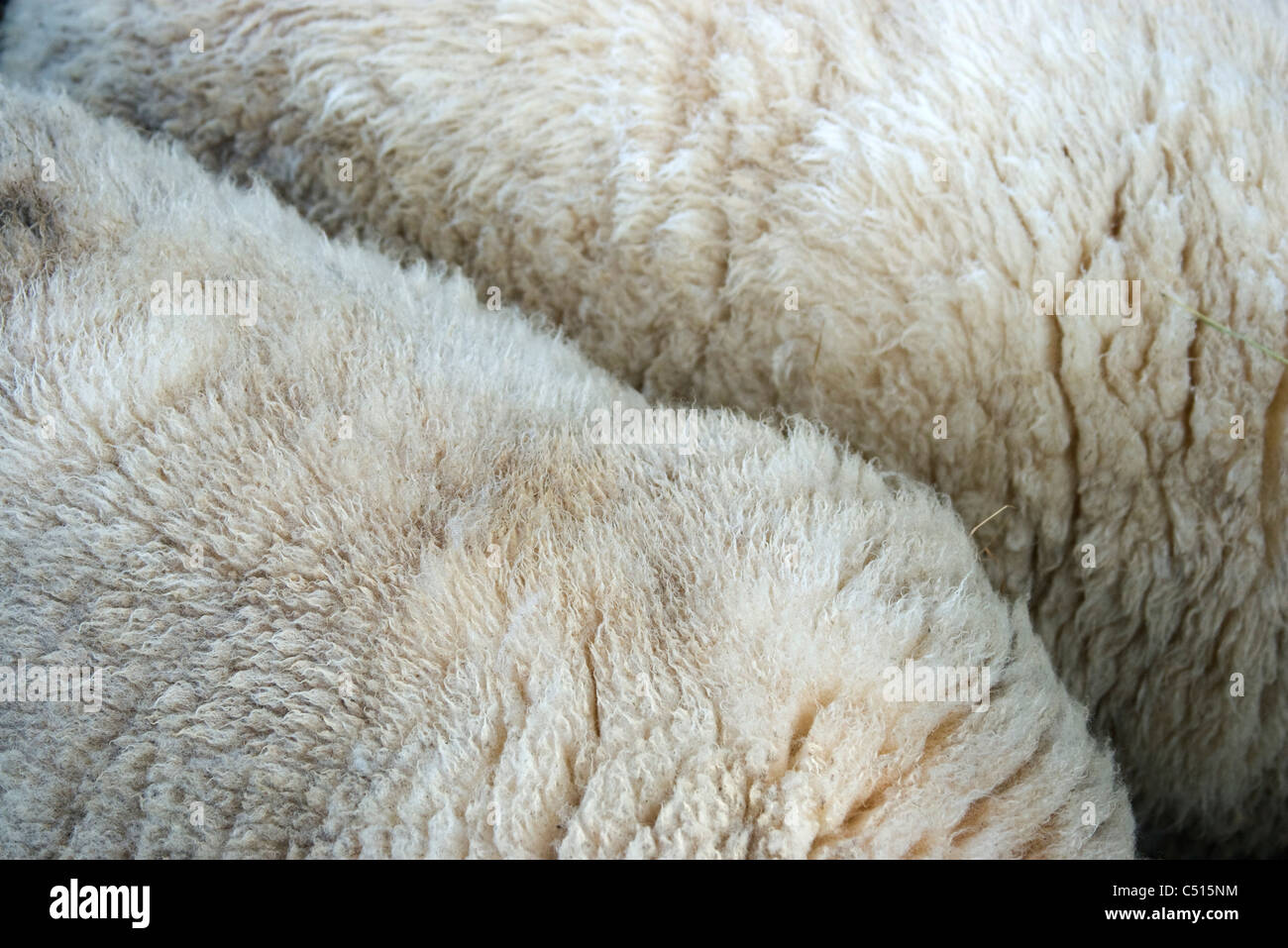 Close-up de la laine des moutons Banque D'Images