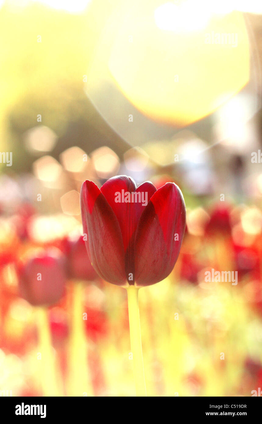 Magnifiques tulipes avec lens flare Banque D'Images
