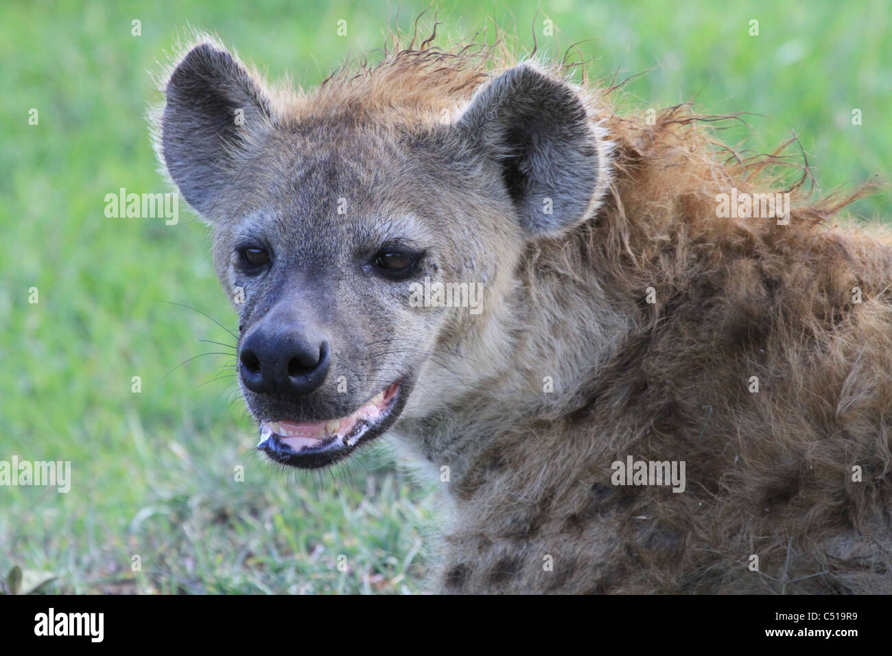 L'hyène tachetée, Parc National de Masai Mara, Kenya Banque D'Images