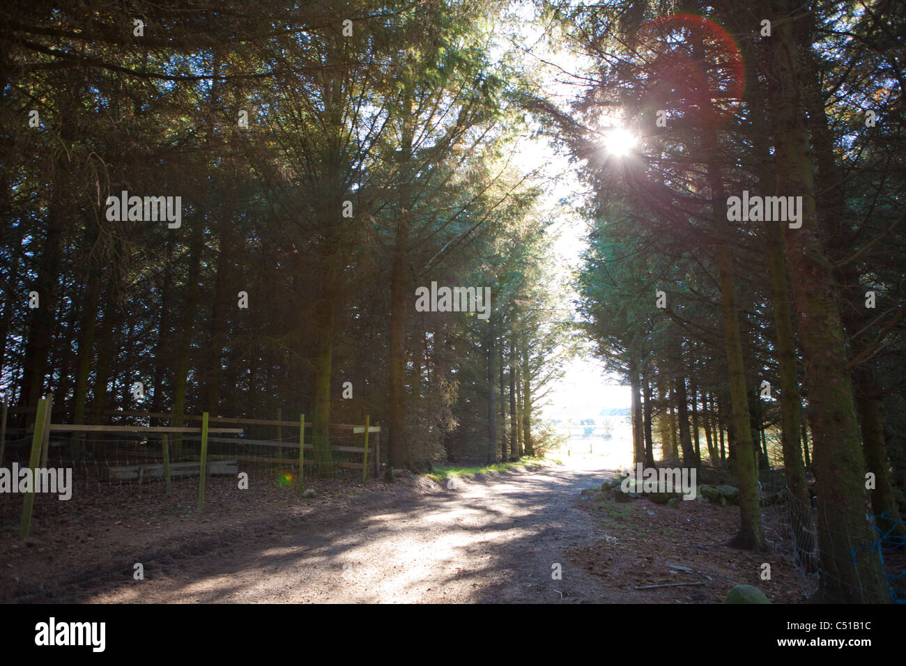 Une voie pour sortir de l'ombre sur la forêt à un champ lumineux de l'avant avec l'espoir d'une route plus léger Banque D'Images