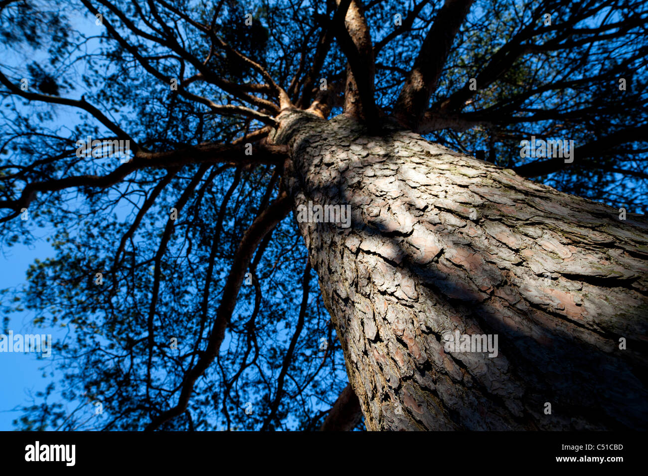 PIN ( pinus sylvestris ) tronc et branches , Finlande Banque D'Images