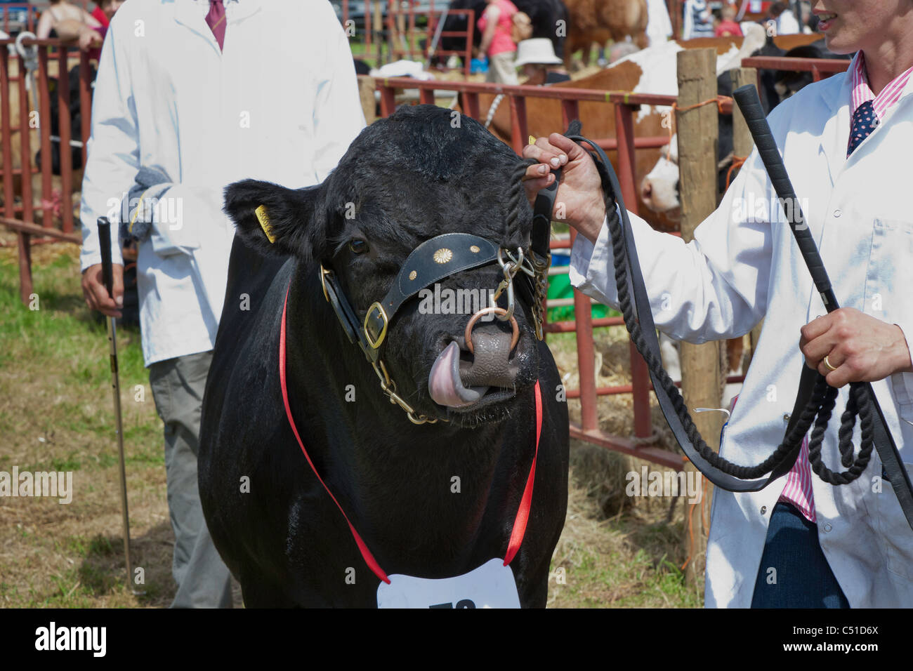 Venus DANS LE PAYS DE GALLES MONMOUTHSHIRE CHEPSTOW SHOW AGRICOLE UK Banque D'Images