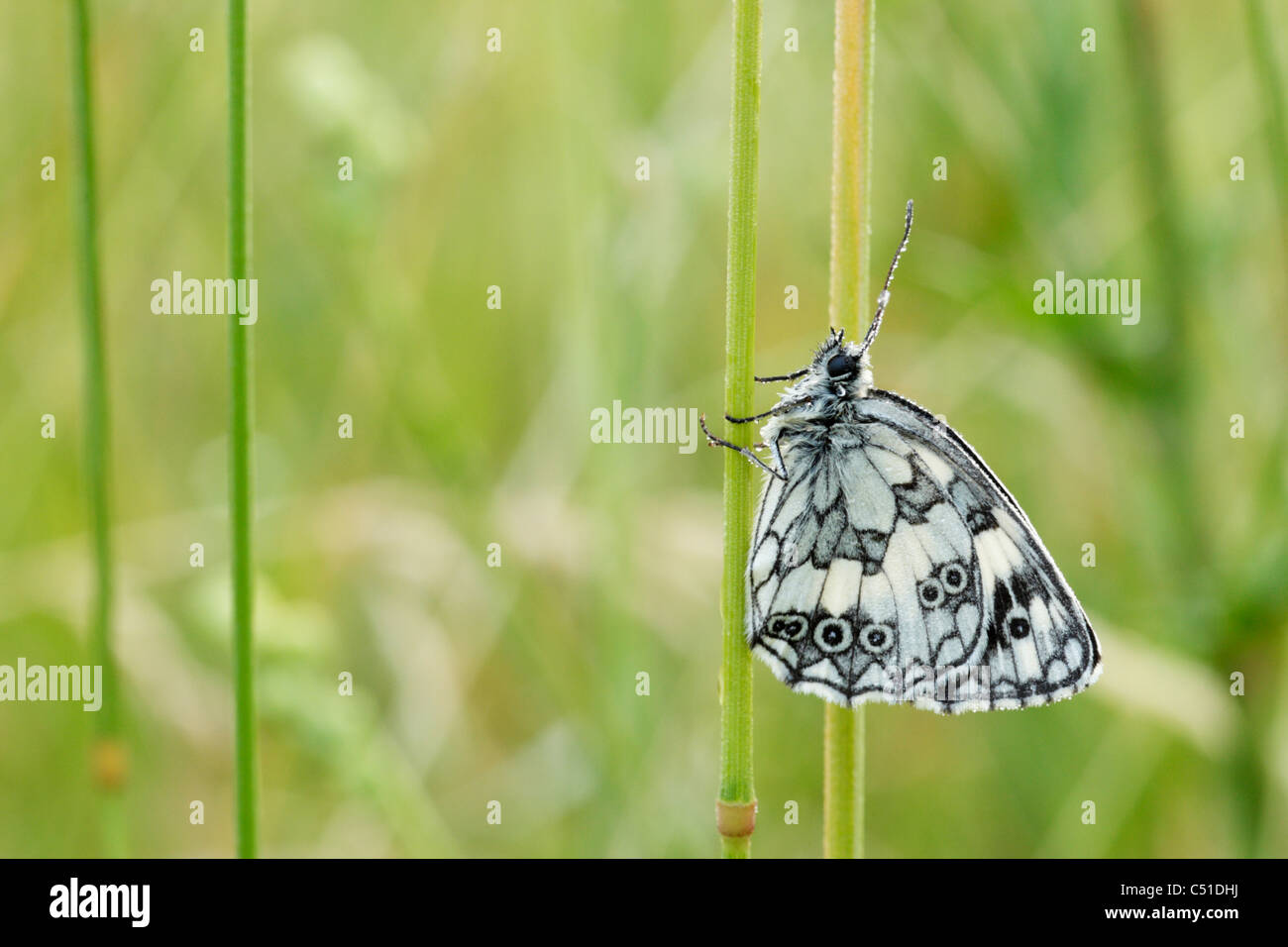 Papillon blanc marbré (Melanargia galathaea) mâle Banque D'Images