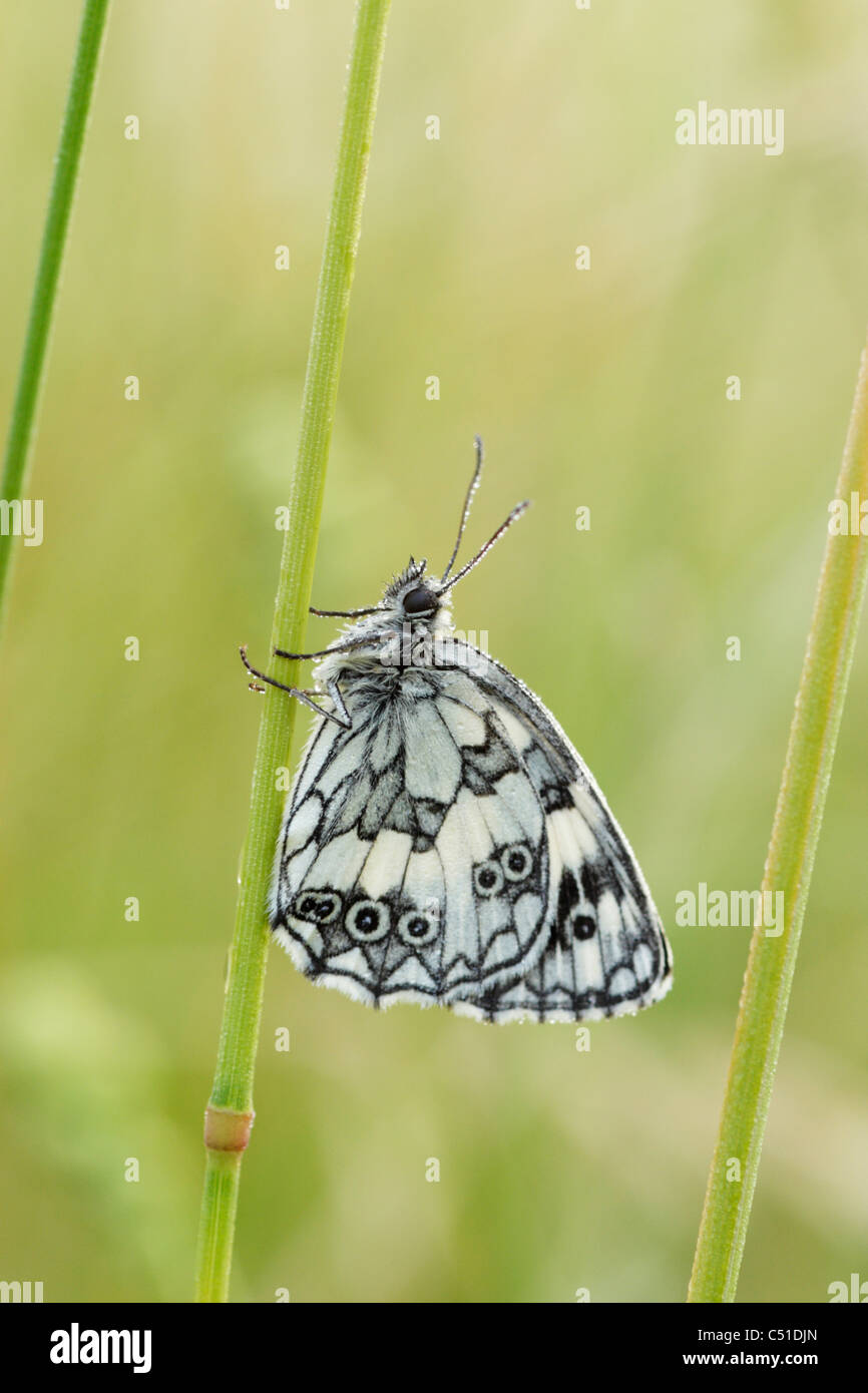 Papillon blanc marbré (Melanargia galathaea) mâle Banque D'Images
