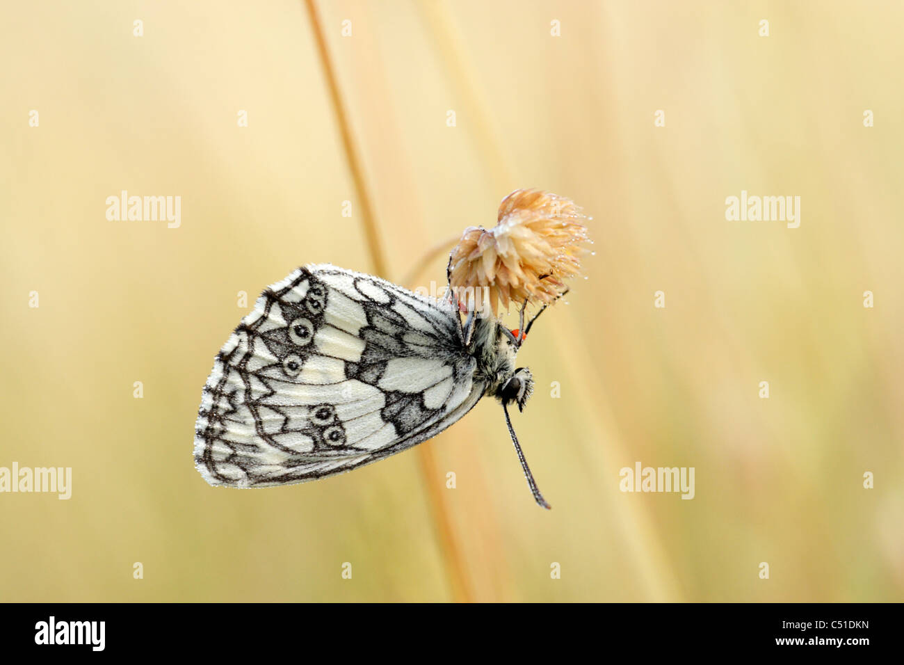 Papillon blanc marbré (Melanargia galathaea) mâle perché à l'envers Banque D'Images