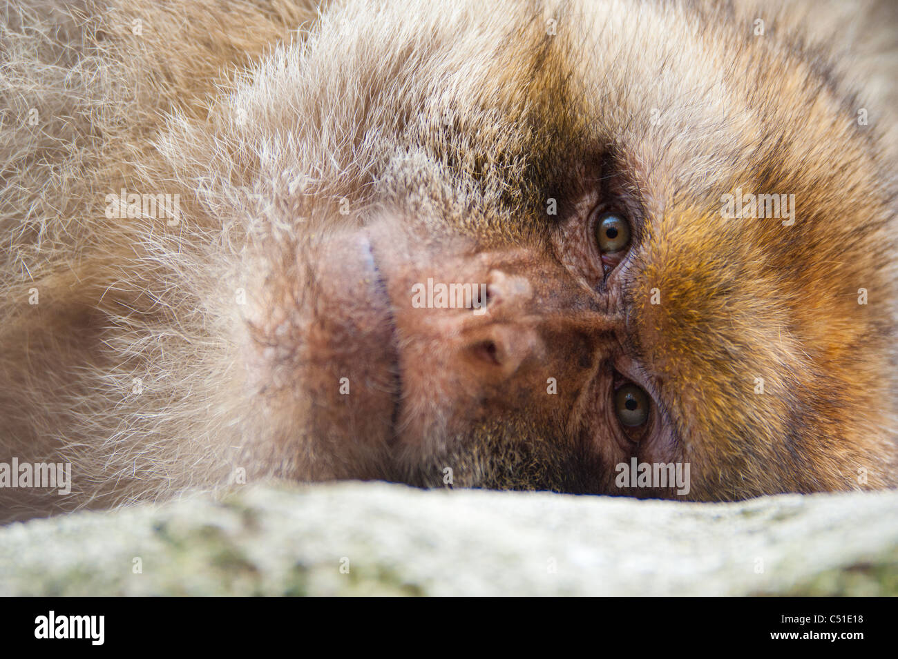 Portrait d'un macaque de Barbarie (Macaca sylvanus) Banque D'Images