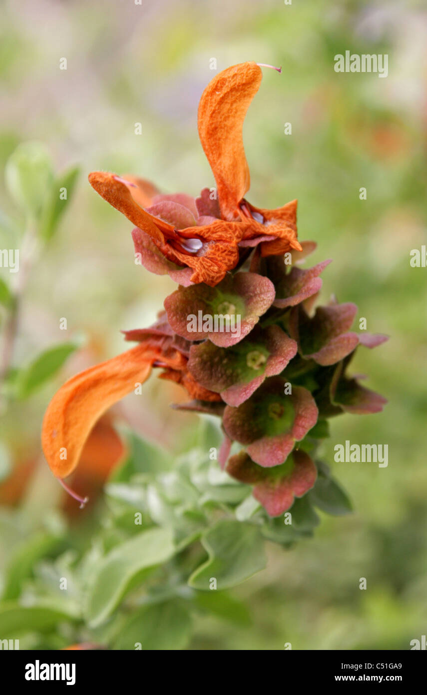 Plage des dunes, la Salvia Salvia Salvia Salvia, Golden ou africana-jaunes, les Lamiaceae (Labiatae). Syn. S. aurea. L'Afrique du Sud. Banque D'Images