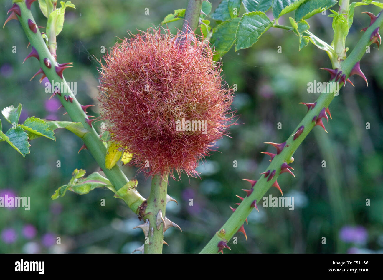 Diplolepis rosae-Rose bedeguar gall sur wild Dog Rose. Banque D'Images