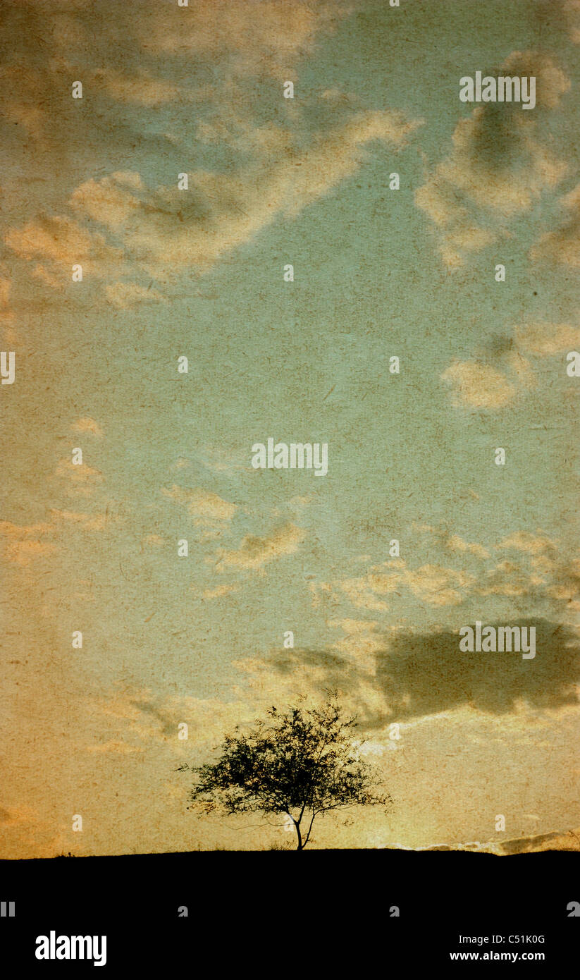 Grunge image. Lonely tree contre le ciel illuminé par le soleil couchant Banque D'Images