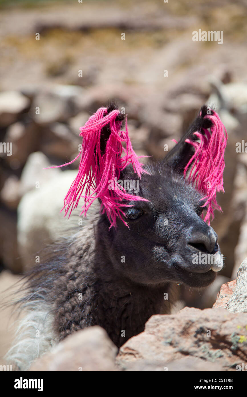 Llama décoré de laine rose chaud, Pérou Banque D'Images