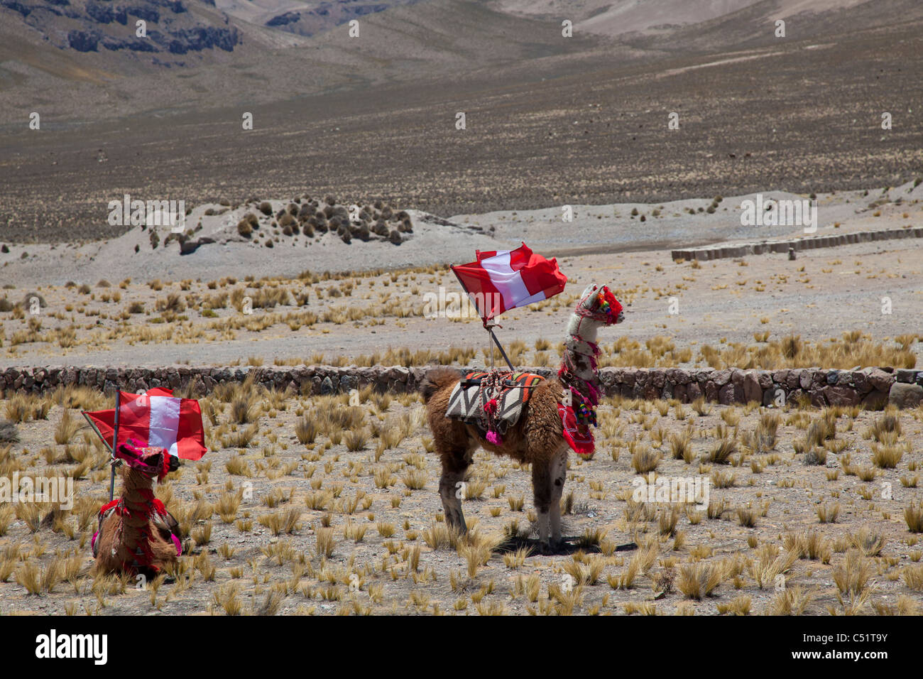 Deux lamas décoré avec le drapeau national du Pérou, Reserva Nacional Salinas et Aguadas Blanca Banque D'Images