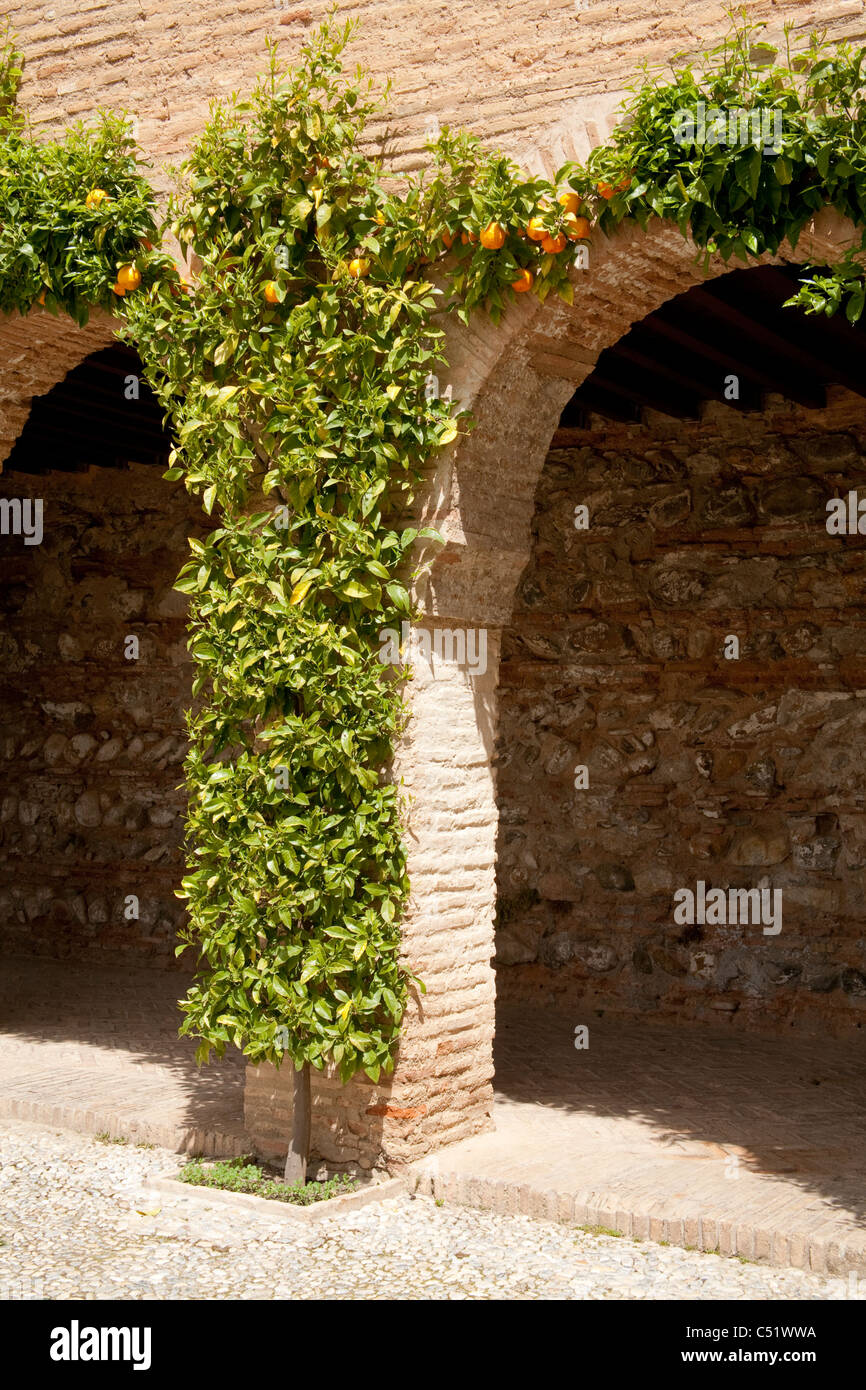 Alhambra de Grenade Espagne ancien jardin du Generalife orange tree arch Banque D'Images