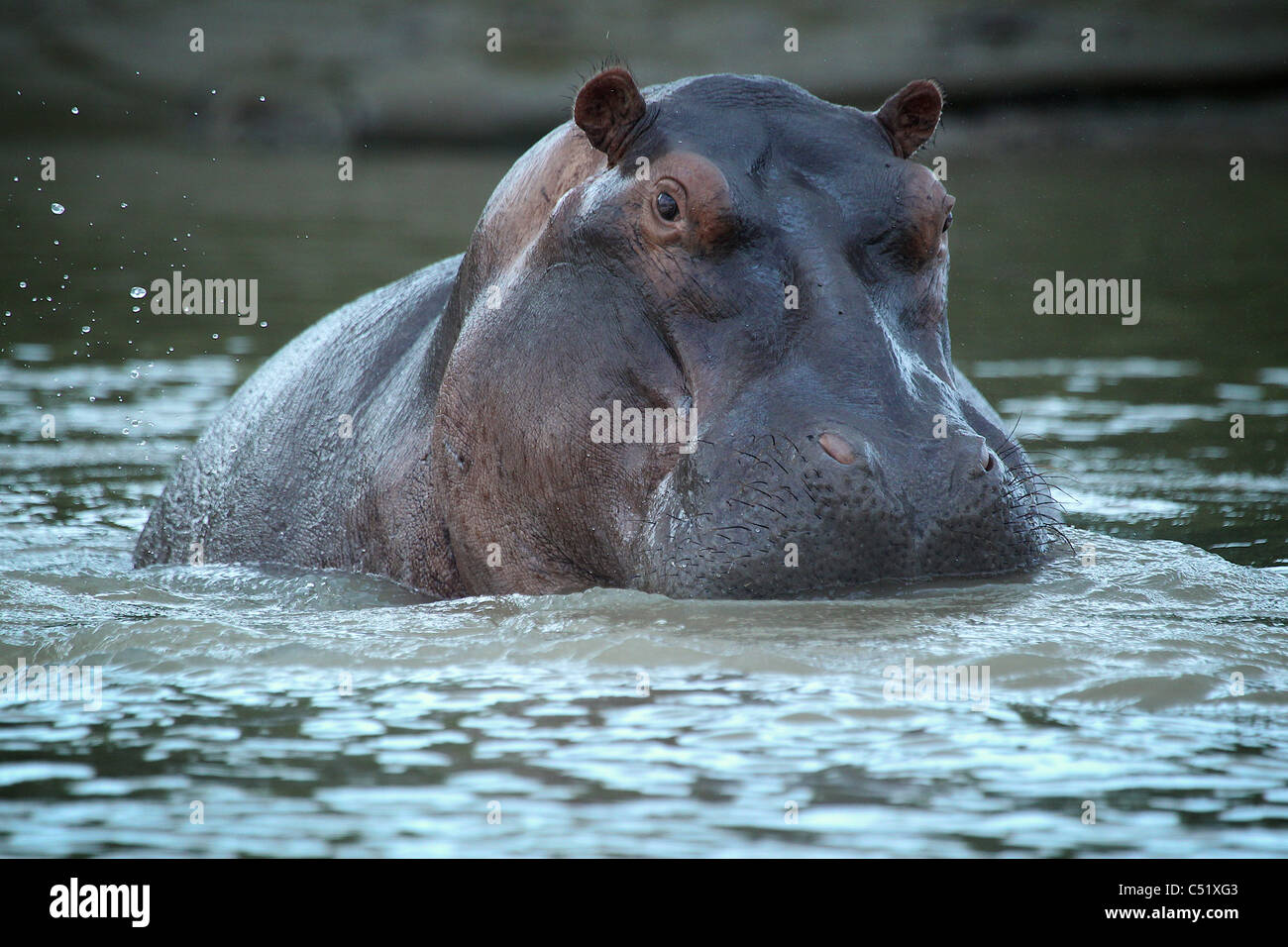 HIPPOPOTAMUS Hippopotamus ( Ampibius ) Saadani National Park Tanzanie Banque D'Images