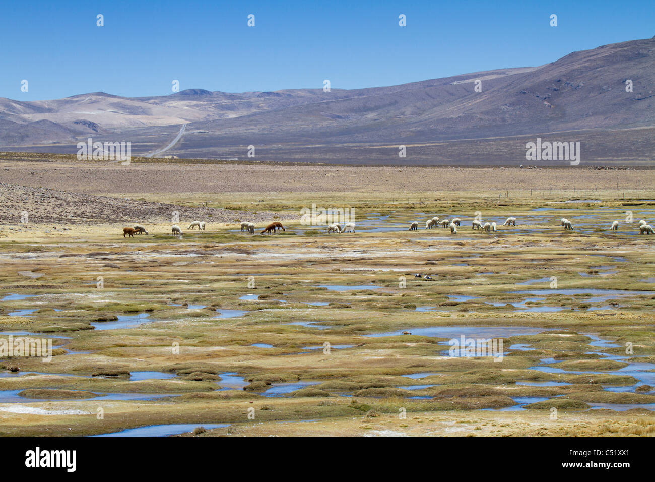Les lamas dans la réserve nationale d'Aguada Blanca y Salinas Banque D'Images