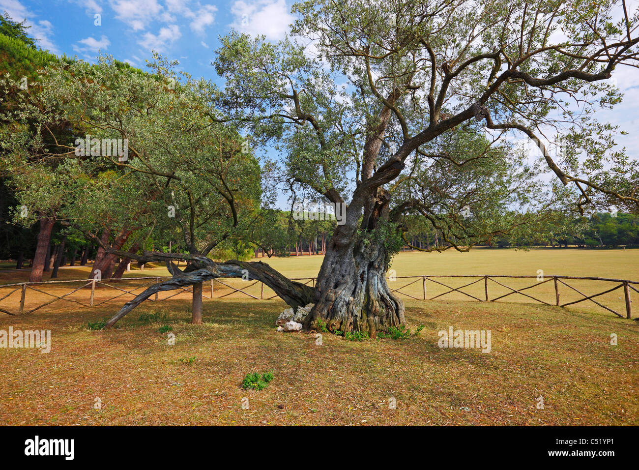 1600 ans olivier - Brjuni, parc national de la Croatie Banque D'Images