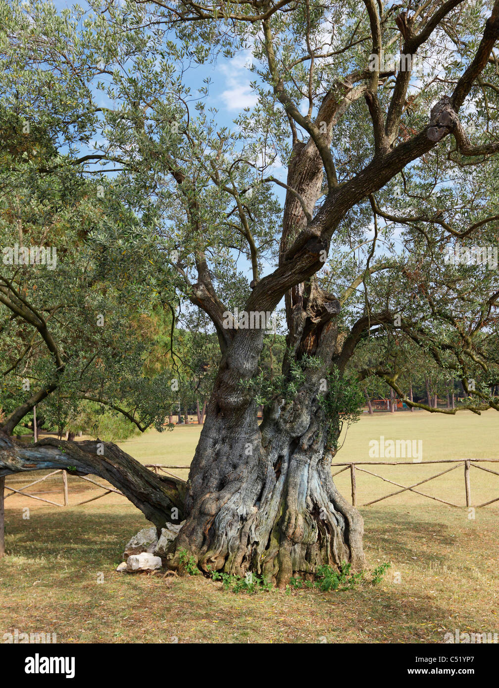 1600 ans olivier - Brjuni, parc national de la Croatie Banque D'Images