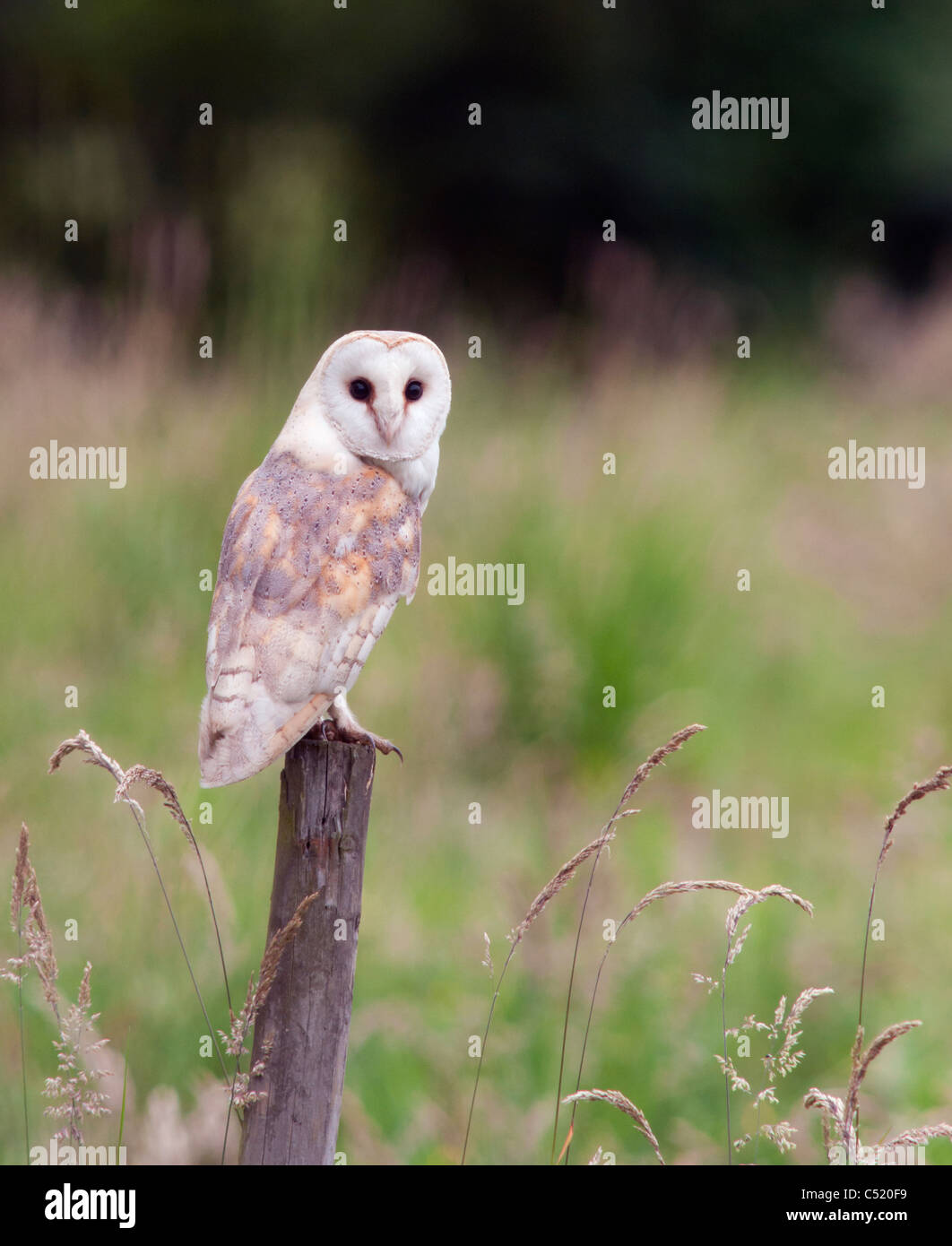 Wild Barn Owl perché sur poteau de clôture en bois, Norfolk Banque D'Images