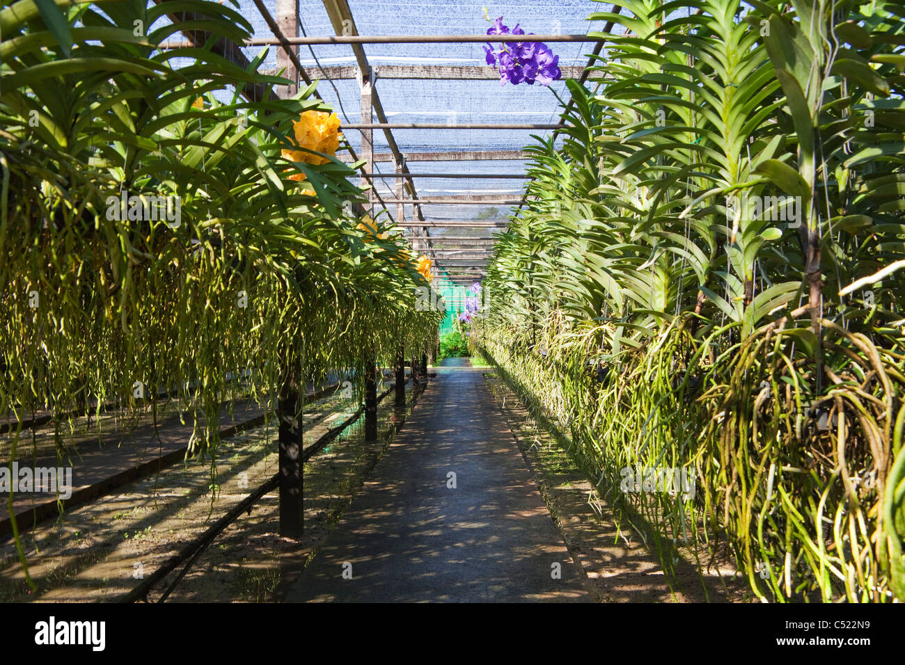 Une ferme d'Orchidées en Thaïlande Banque D'Images