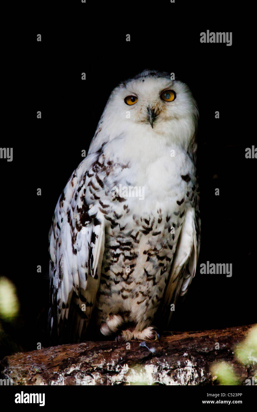 Un harfang des neiges à confus à l'auditoire qu'il avait créé à la British Wildlife Centre Banque D'Images