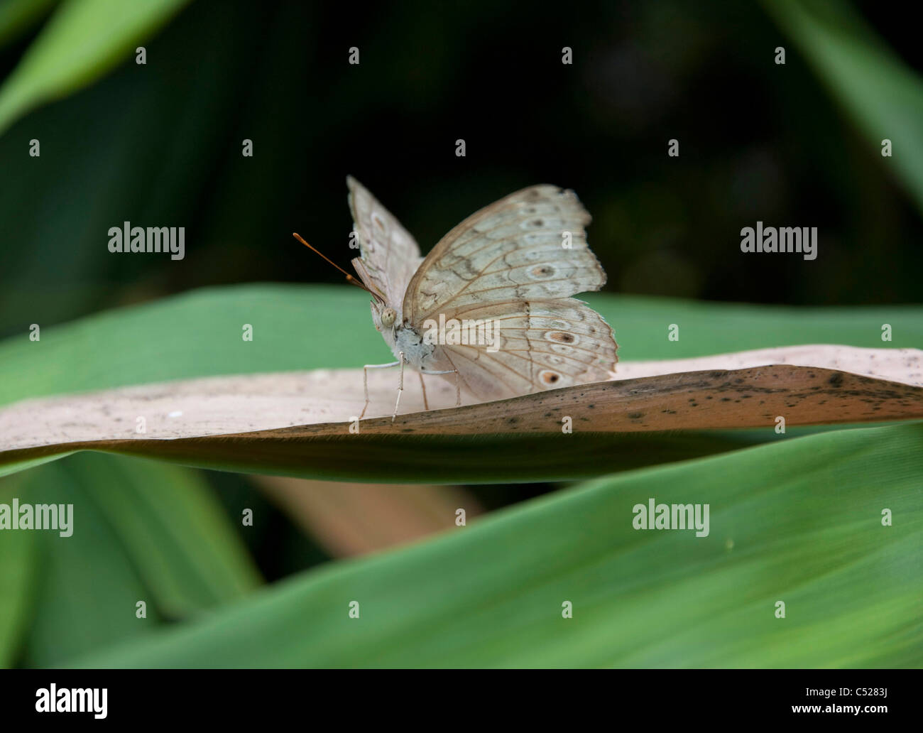 Butterfly reposant sur des feuilles de Banque D'Images