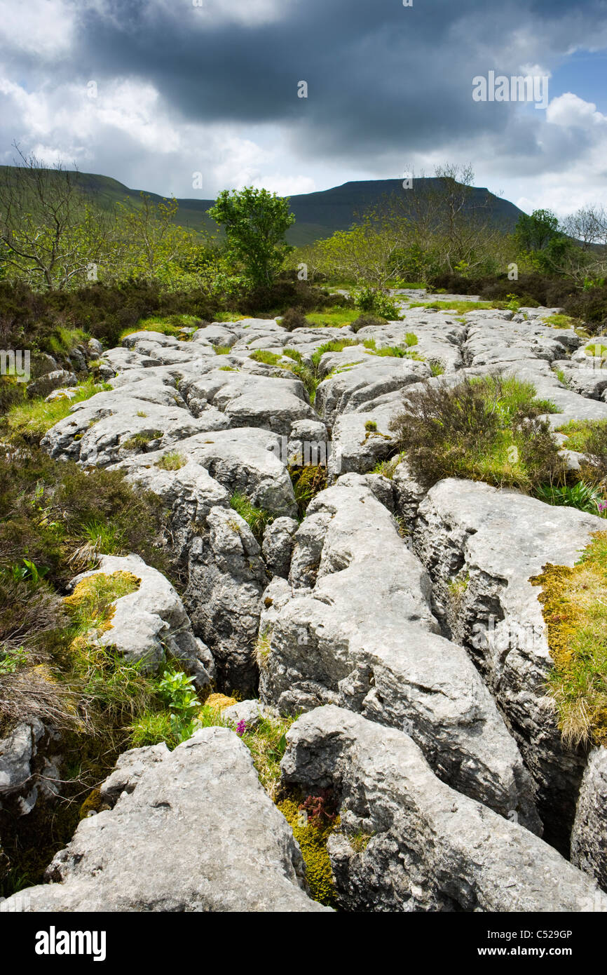 Lapiez, Chapelle-le-Dale, Yorkshire, UK. Ingleborough à distance. Banque D'Images