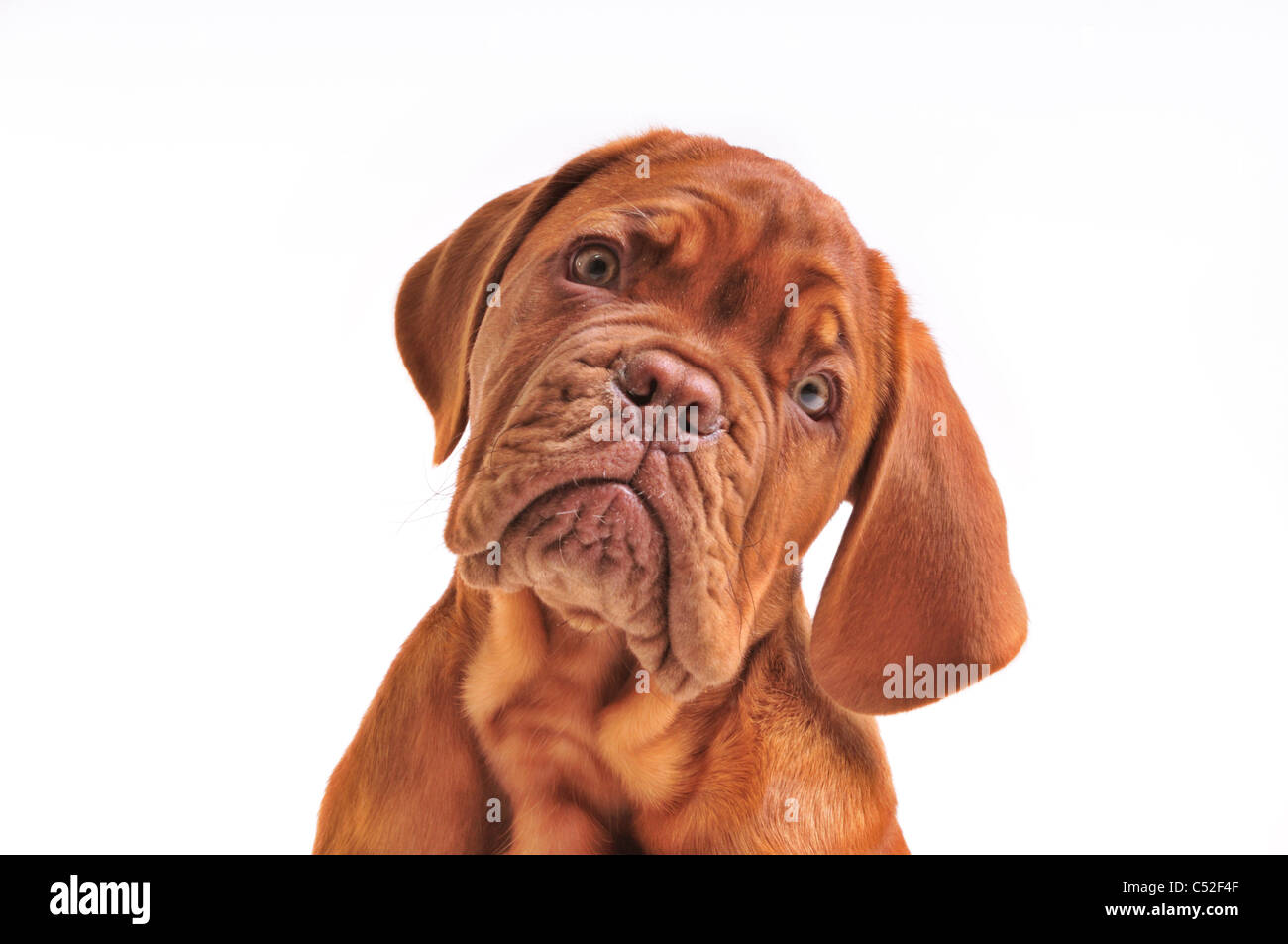 Portrait de Jolie Dogue de Bordeaux Puppy Banque D'Images