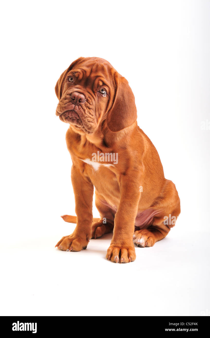 Cute Dogue de Bordeaux Puppy Sitting Banque D'Images