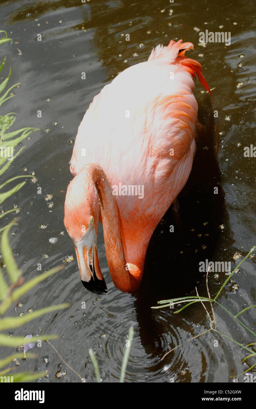 Un portrait d'un flamant des Caraïbes nom Latin Phoenicopterus ruber Banque D'Images