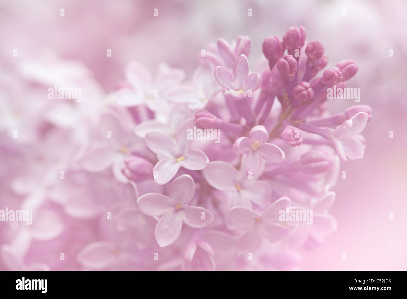 Fleurs lilas arrière-plan. Macro Close-up shot in shallow DOF. Banque D'Images